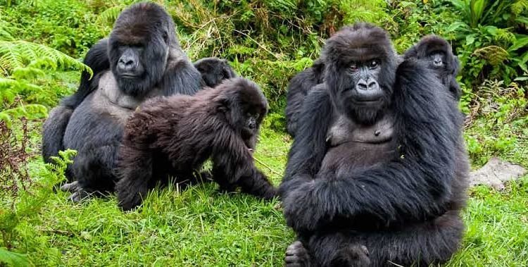 GorillaTrekkinginUgandaax